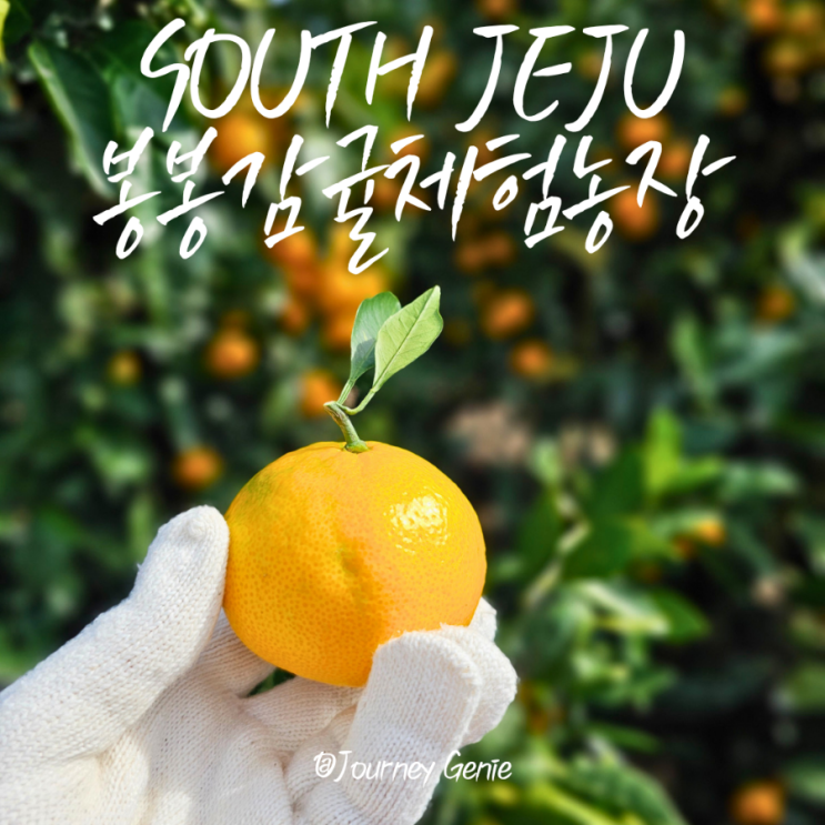 <b>제주</b> <b>남부</b> 여행 추천코스 봉봉감귤체험농장 <b>제주</b>도 감귤체험은... 