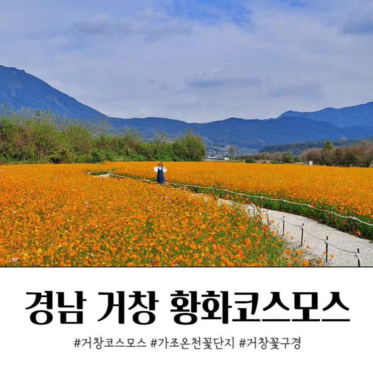  경남 황화코스모스 가조온천단지 가을 꽃구경 무료온천족욕은 덤.
