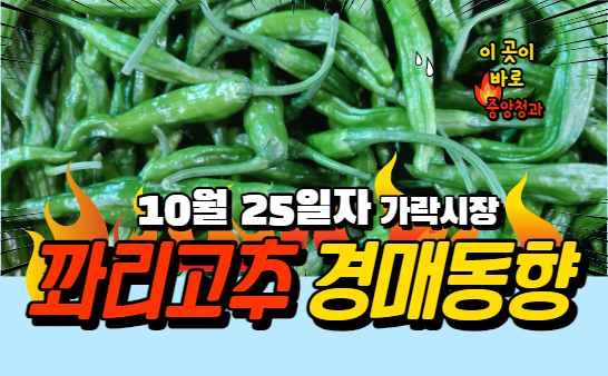  [경매사 일일보고] 10월 25일자 가락시장 꽈리고추 경매동향을 살펴보겠습니다!