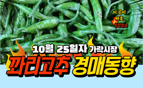 [경매사 일일보고] 10월 25일자 가락시장 꽈리고추 경매동향을 살펴보겠습니다!