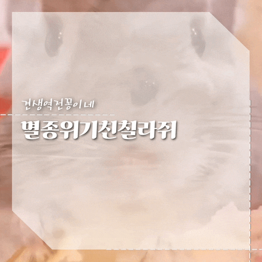  친칠라쥐 세계멸종 위기 동물 이유 친칠라 분양가 수명 키우기 주의점