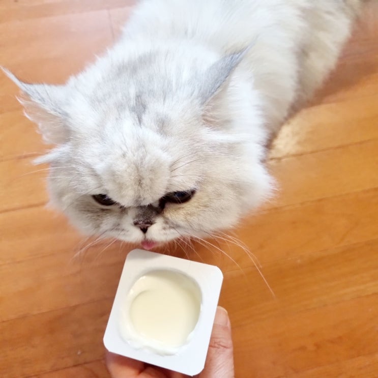  고양이 요거트 요구르트 유산균 대용으로 먹어도 될까