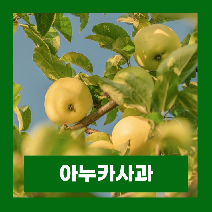  아누카 사과분말 효능 탈모모발관리 성분