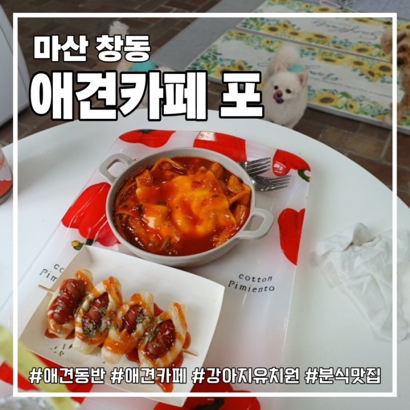 애견카페포 & 강아지유치원