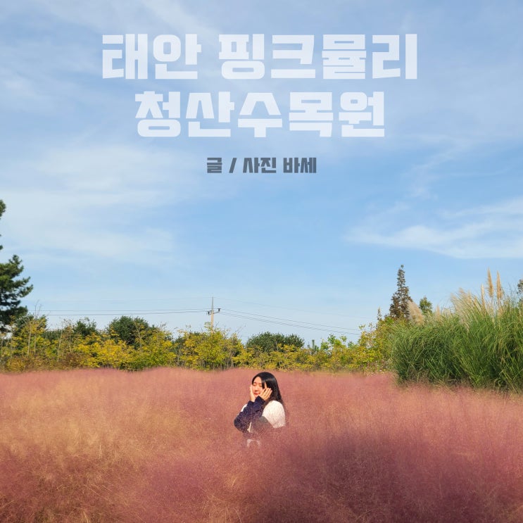  태안 핑크뮬리 팜파스 청산수목원 주말방문