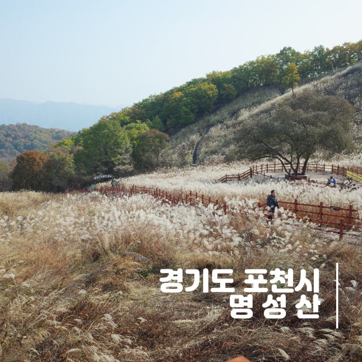 경기도 포천시] 명성산 - 황금빛 억새밭과 산정 호수를 품은 가을의 명산