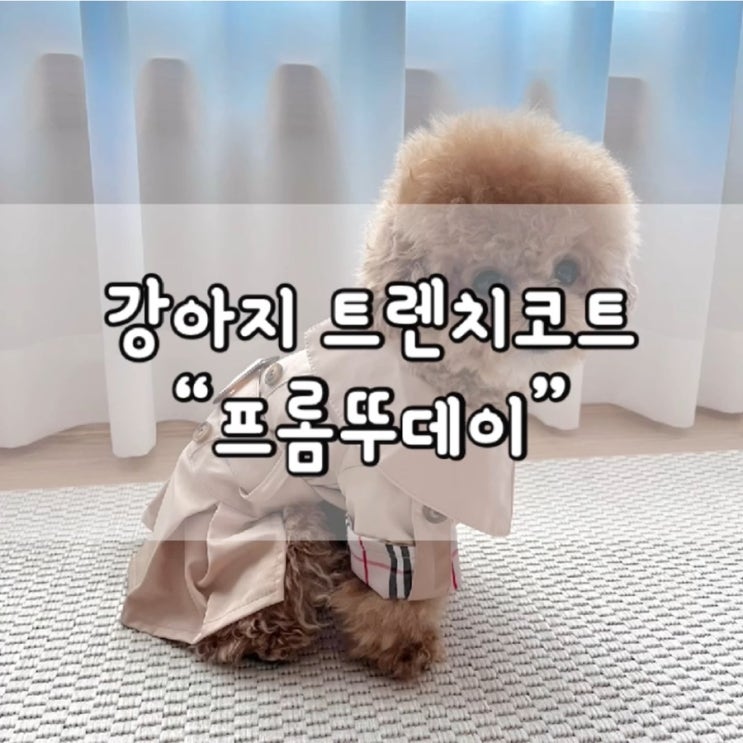  프롬뚜데이 / 프롬뚜데이 트렌치코트 / 강아지 가을옷 추천 / 강아지옷 추천 / 강아지옷 / 트렌치코트 / 강아지 트렌치코트 / 강아지옷 브랜드 추천 / 강아지옷 브랜드