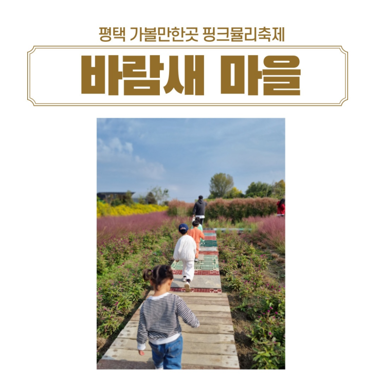  평택 가볼만한 곳 핑크뮬리 평택 바람새마을 방문 후기