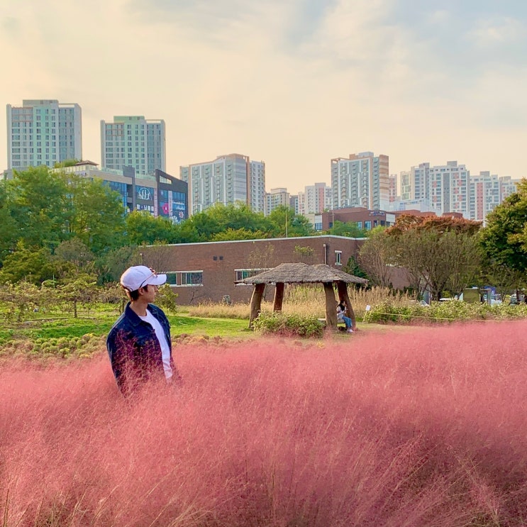  경기도 미사경정공원 핑크뮬리 피크닉 명소 여행 후기(위치, 자전거 대여 정보)