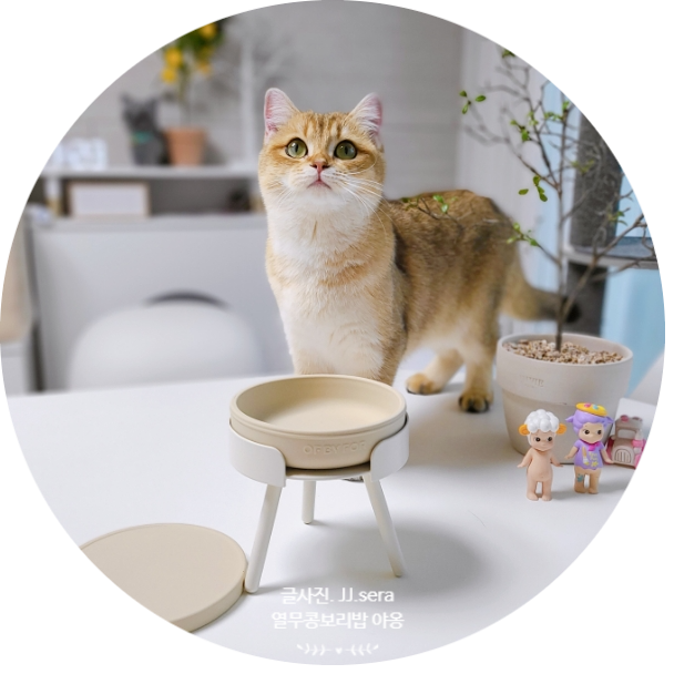 고양이밥그릇 높이 감성 가득한 오브바이포 말랑보울 고양이 식기로 정말 좋아