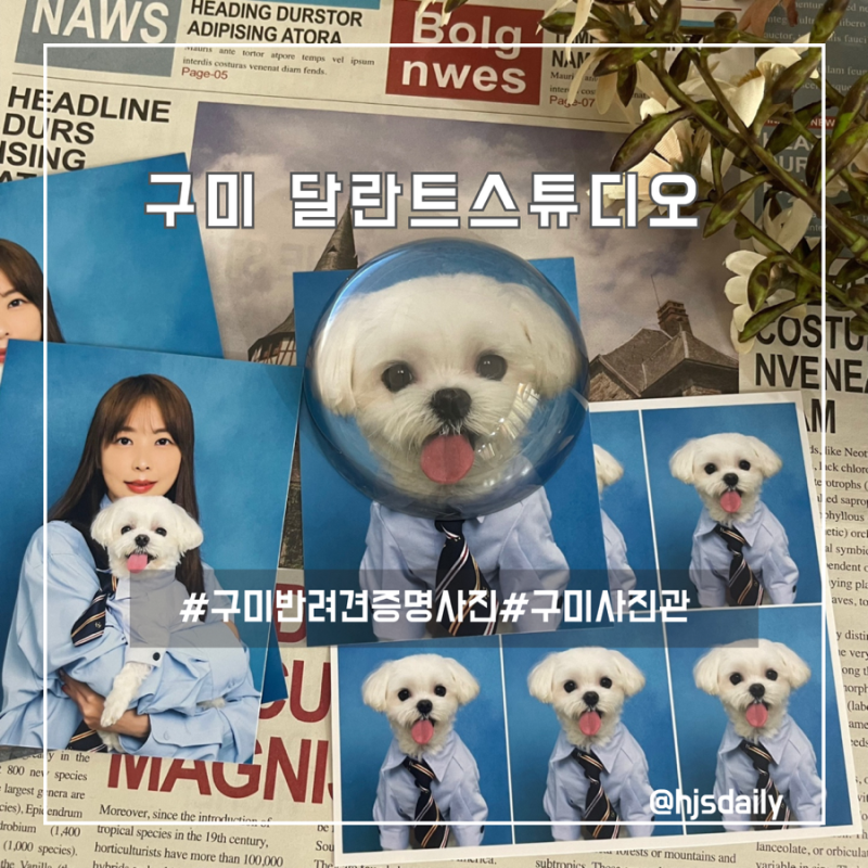 구미 사진관 달란트스튜디오 구미 증명사진 강아지 사진