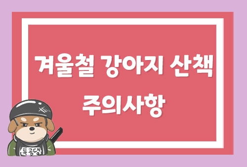  겨울철 강아지 산책 주의사항