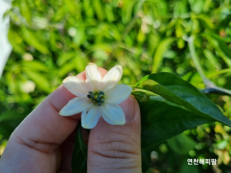  연천고추 홍고추 건고추 고추꽃잎 고추꽃잎갯수