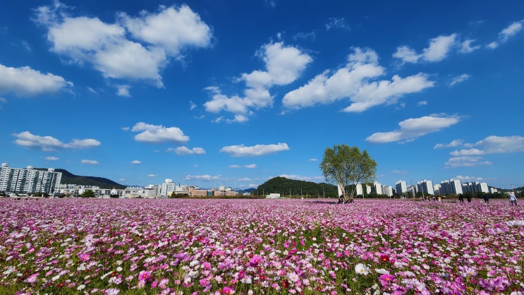  순천여행 수서역 출발 SRT로 다녀왔습니다. (순천만 풍덕경관정원, 고수맛집 '통뼈연가')