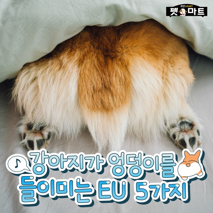  강아지가 엉덩이를 들이미는 이유 5가지!