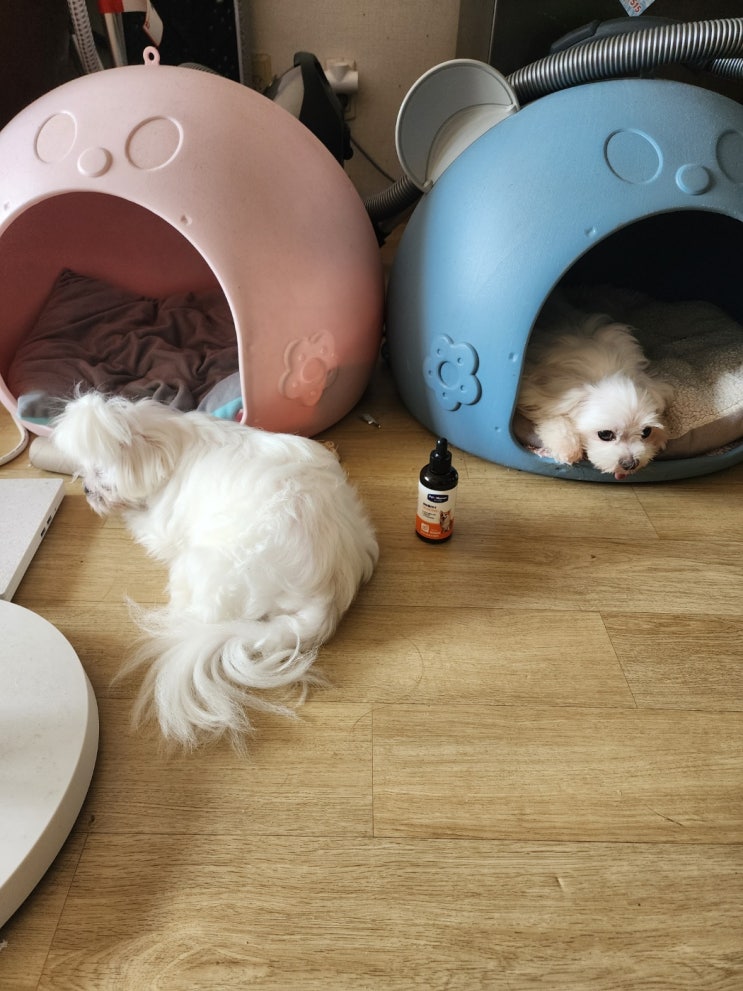  와리와 흰돌이의 눈 건강을 위한 제품 - 펫또마망 눈건강~~~