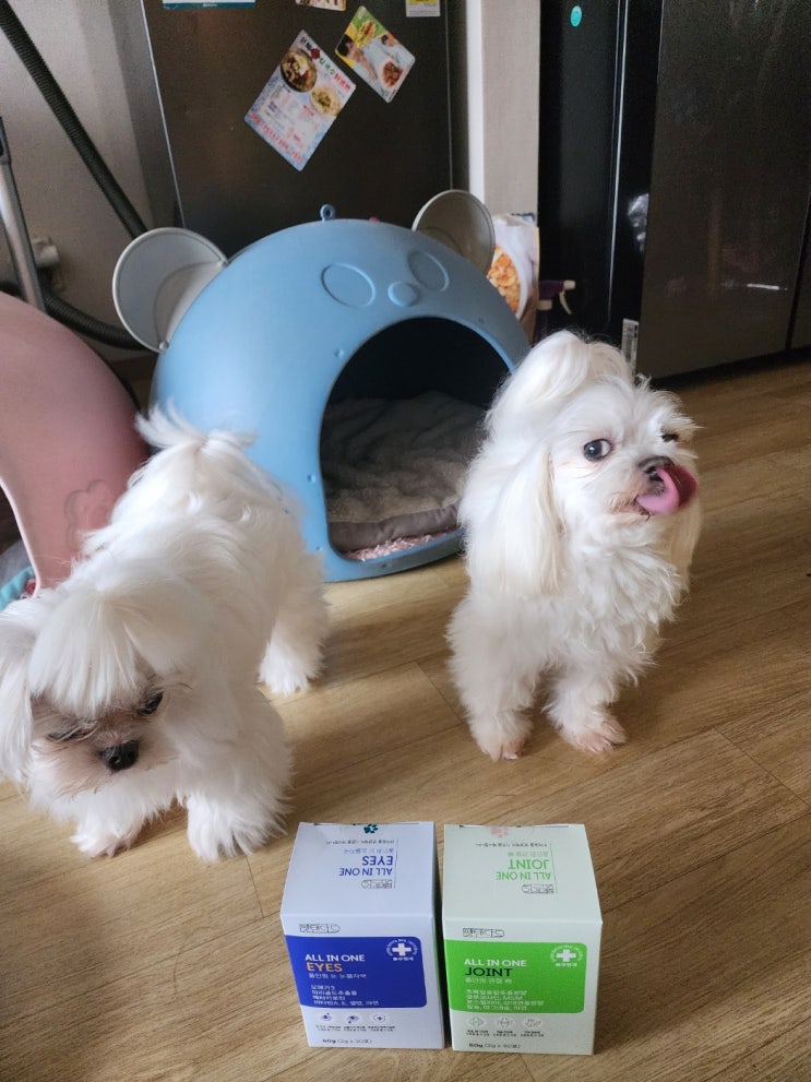  펫탠다드 애견 영양제 - 와리와 흰돌이를 위한 반려동물 눈 영양제~~~
