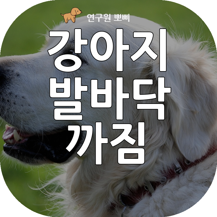 강아지 발바닥 까짐 상처, 원인과 예방법 저만의 노하우 공유합니다.