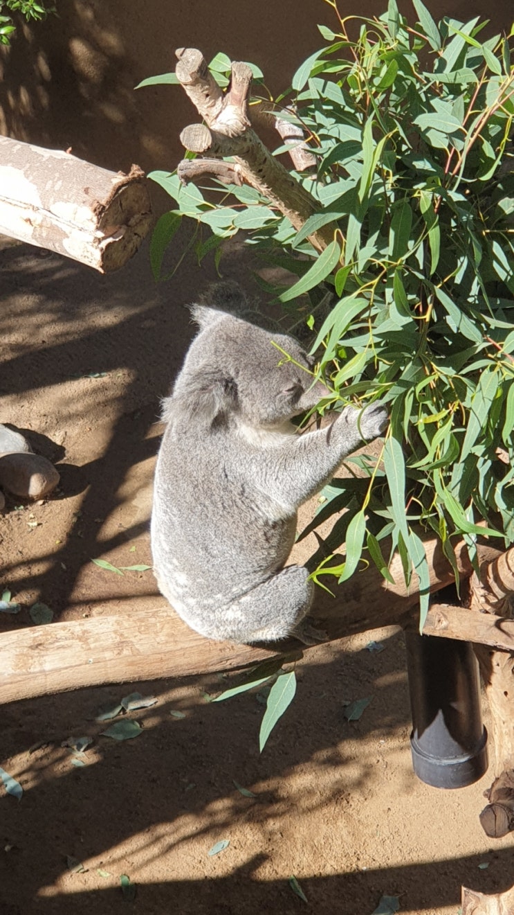 샌디에고 동물원 코알라(Sandiego Zoo Koala)