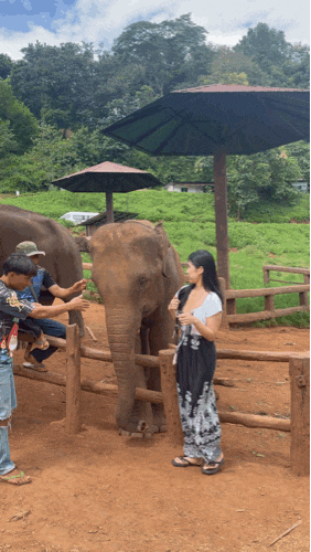 태국 치앙마이 : 코끼리 카페 엘리핀팜