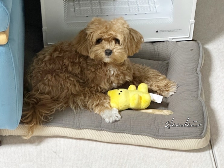  강아지 장난감 인형 바잇미 젤리곰 삑삑이