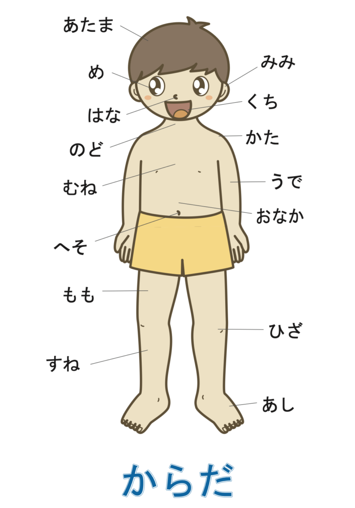 [일본어 기초] 신체부위와 관련된 일본어 단어