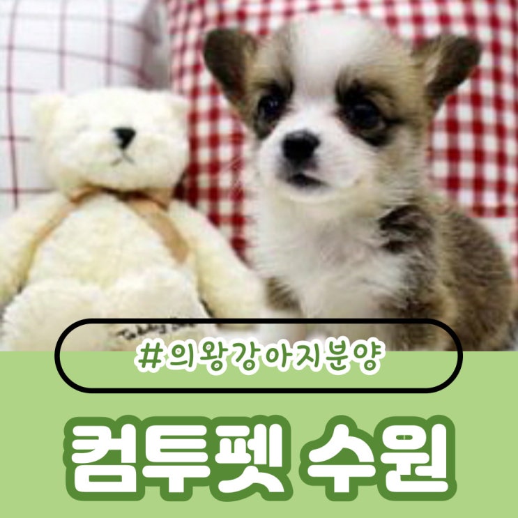  의왕강아지분양 토실한 웰시코기 왔어요