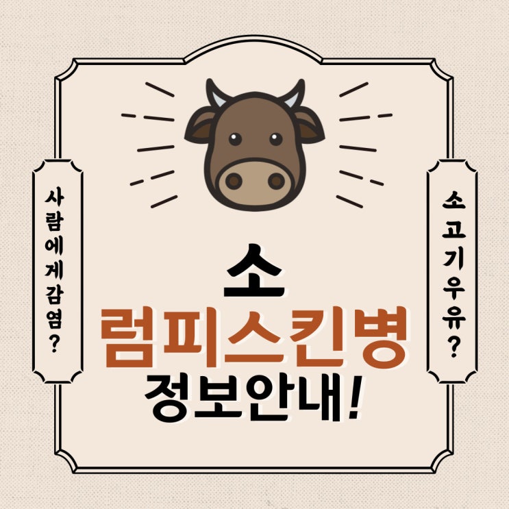 [사람에게 전파? 소고기나 우유는?] 소 럼피스킨병(LSD)에 대한 정보 안내!