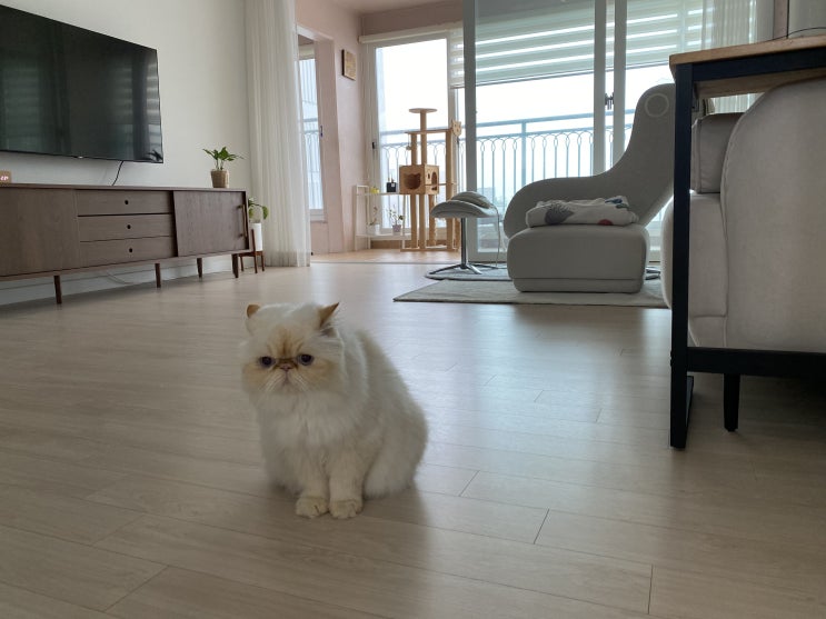  마중나오는 고양이