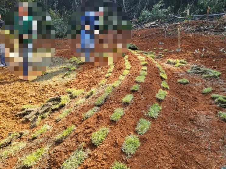  2023년 경북 칠곡군 기산면 행정리 사각 둘레석 2기 잔디조성 공사 고인돌장의사 #구미장의사 #선산장의사 #상주장의사 #성주장의사 #문경장의사 #황간장의사 #영동장의사