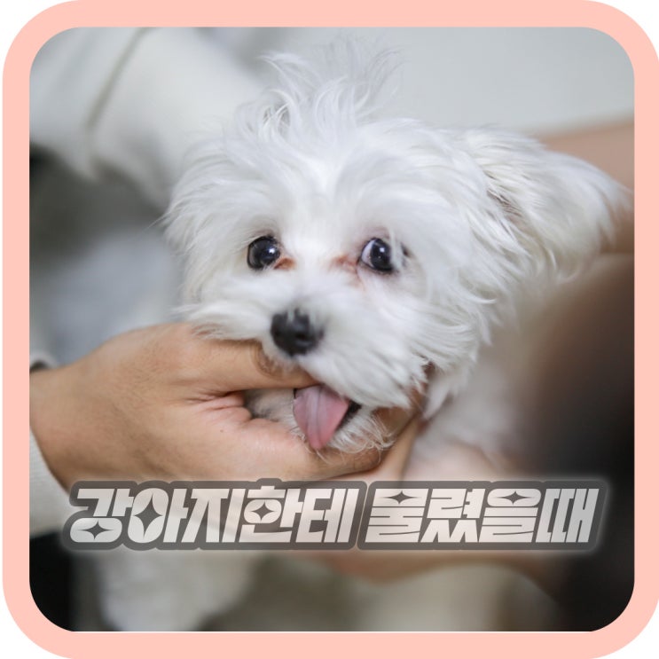  강아지한테 물렸을때 개물림 병원 응급처치