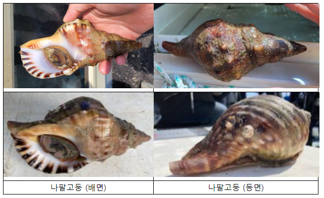 멸종위기 야생생물 나팔고둥, 혼획·유통 등 위법 행위 특별점검 추진 멸종위기 야생생물 나팔고둥, 혼획·유통 등 위법 행위 특별점검 추진
