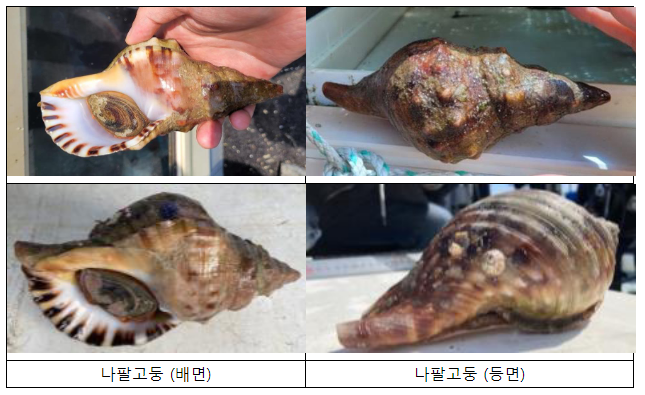 멸종위기 야생생물 나팔고둥, 혼획·유통 등 위법 행위 특별점검 추진