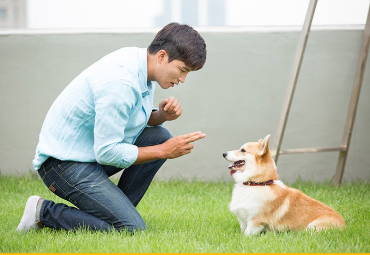 반려동물 자격증 핸들러에 대해 알아보자! 월급, 워라벨 등등