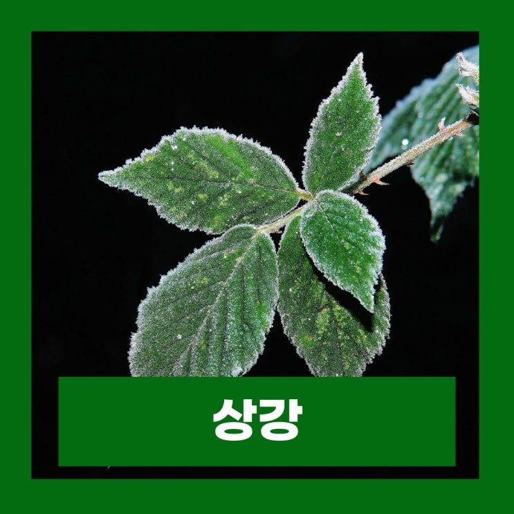  상강 뜻 서리 내리기 전 수확해야 하는 작물 종류