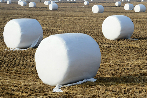 논밭에서 보이는 거대한 마시멜로의 정체는?
