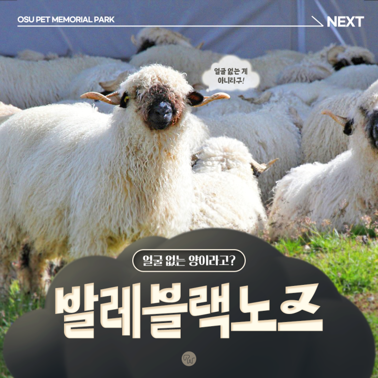  얼굴없는양 발레블랙노즈 윌레스 그로밋 양