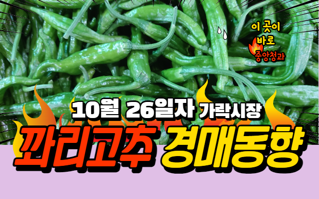  [경매사 일일보고] 10월 26일자 가락시장 꽈리고추 경매동향을 살펴보겠습니다!