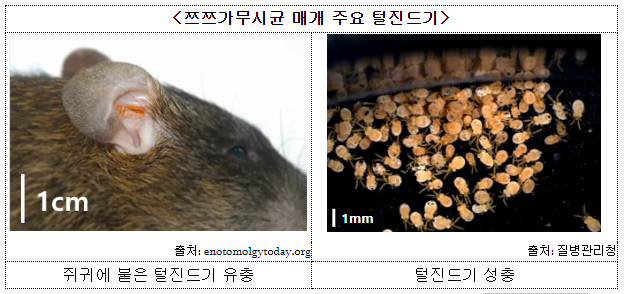 주의. 가을바람과 함께 돌아온 털진드기(쯔쯔가무시증) (10.27.금)