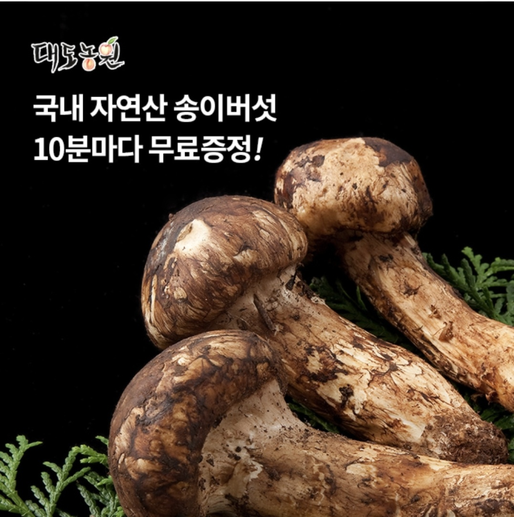  10월28일 7시 대도농원 국내 자연산 송이버섯 오퀴즈 정답 ㅂㄷㄷㄱ