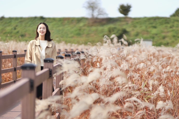  대구 대명유수지와 달성습지 억새명소 주차장 정보