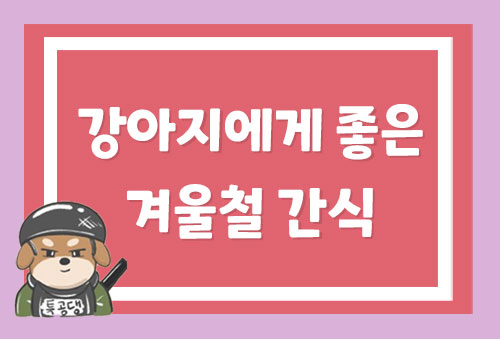 강아지에게 좋은 겨울철 간식