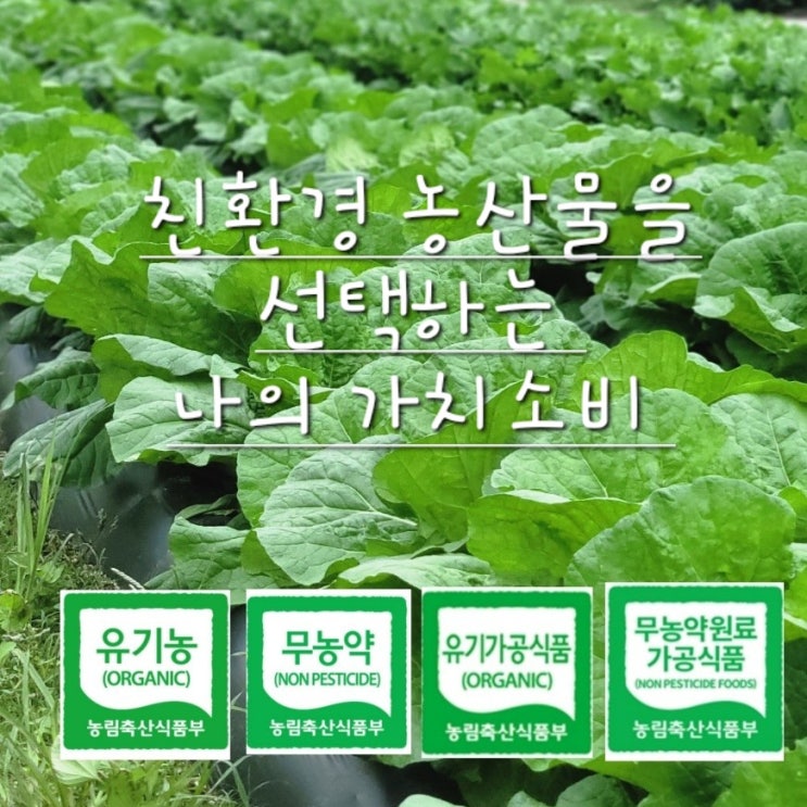  내가 친환경 농산물을 선택한 이유 유기농 무농약 가치소비