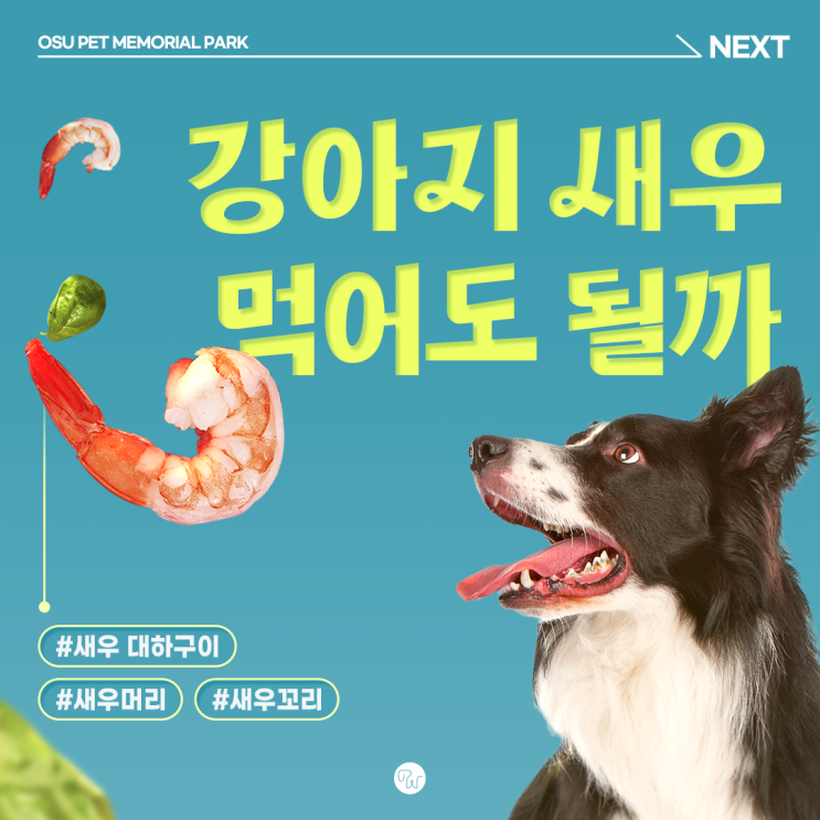  강아지 새우 먹어도 될까? 대하구이 생새우 줘도 되나요
