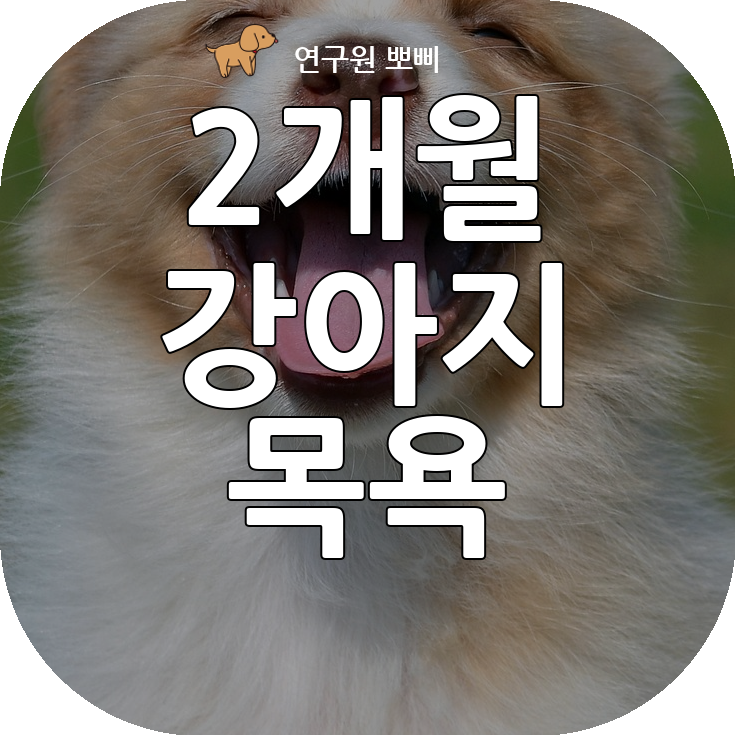  2개월 강아지 목욕, 시켜도 될까? 부득이 시킨다면 이것만은 꼭 지켜주세요.