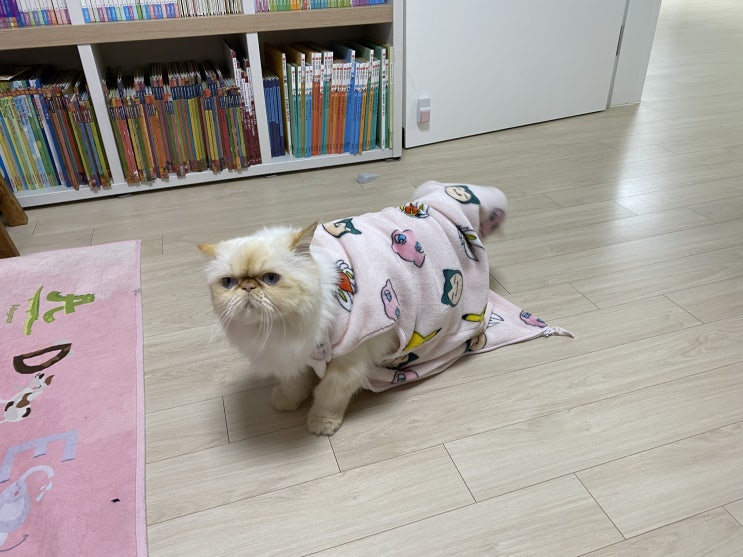  옷 입는 고양이 이솜