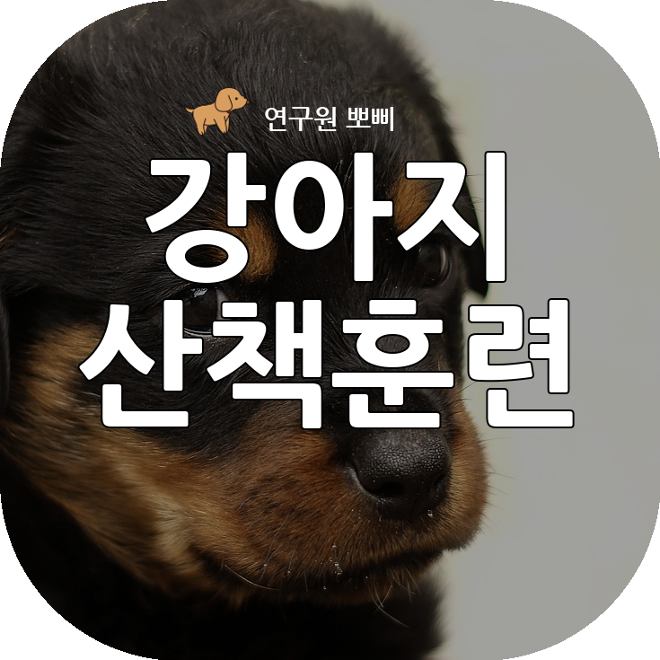  강아지 산책 훈련, 흥분한 강아지 목줄 끌어당김 고친 팁 알려드릴게요.