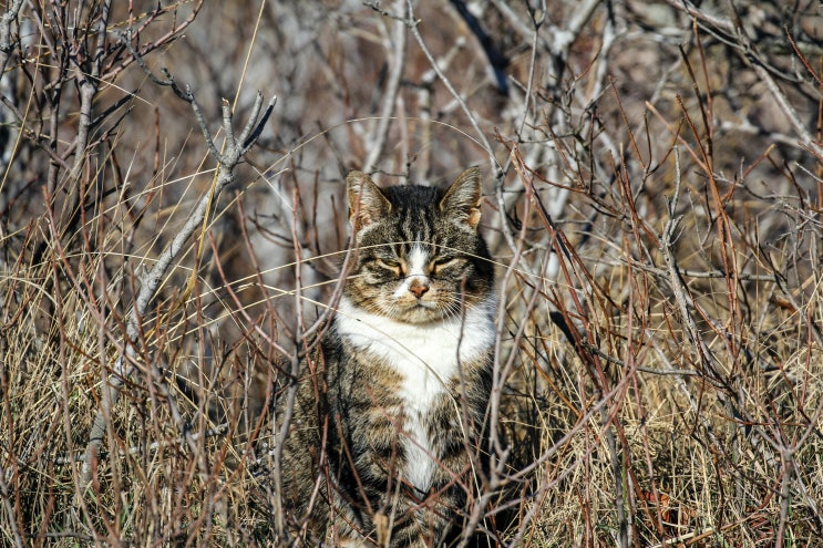  길고양이 중성화/TNR 사업