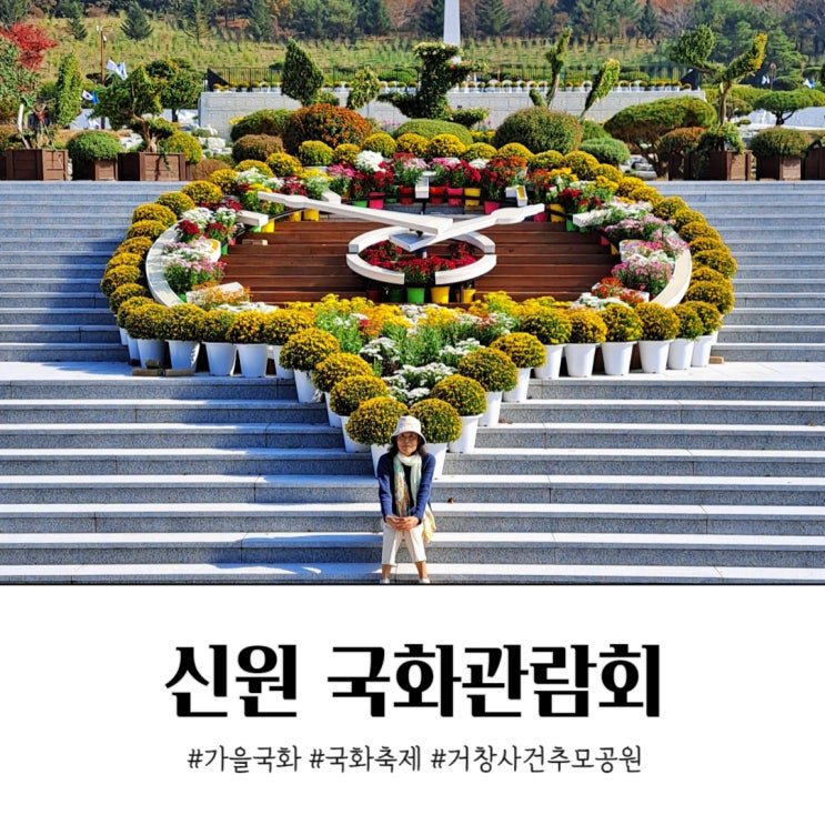  신원 국화관람회 거창사건추모공원 국화축제 개화 상황