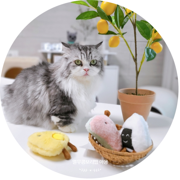 고양이 장난감 네이버펫 당감샵 귀여운 캣닢 애착인형 뾰로롱